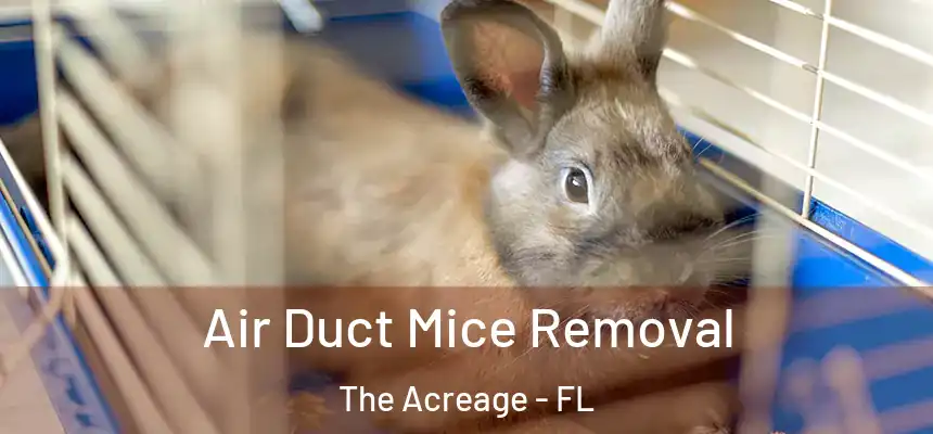  Air Duct Mice Removal The Acreage - FL